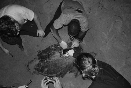Green Sea Turtle Alasdair Davies 南韩性视频 Pi