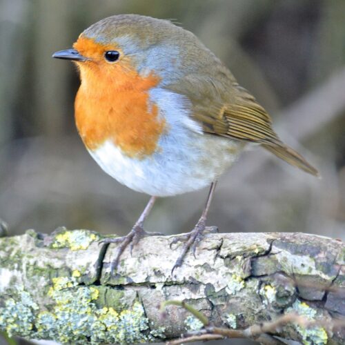 An image of a Robin on a tree branch.
