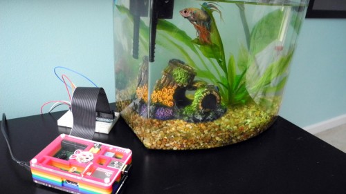 bigfishtank